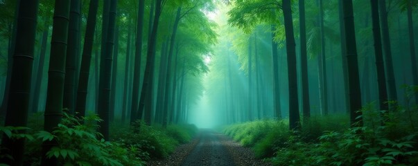 Fototapeta premium Dark forest floor with tall bamboo in front of misty fog, plants, nature, bamboo forest