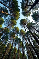 Fototapeta premium Pine trees stretch towards the sky with trunks and branches intertwined, yogyakarta, intertwined