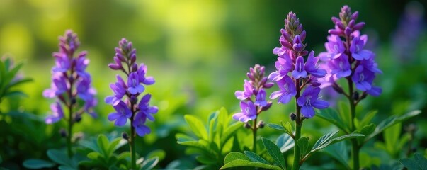 Obraz premium Purple flower clusters bloom among lush green foliage, flowers, blooms