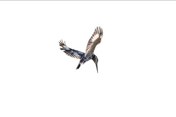 Pied Kingfisher, Ceryle rudis, flying, hovering in the air, black and white kingfisher with short, bushy crest and glossy dark bill, often hovers over water when seeking prey, waterside habitat