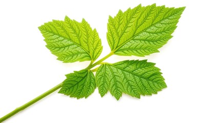 Nettle Leaf Close-up - High Definition