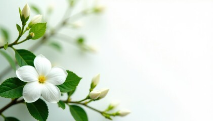 Fototapeta premium White Jasmine vine with flowers and leaves against a white background, jasmine, garden