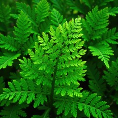 Ferns growing in clusters with intricate veins, clusters, botany, nature
