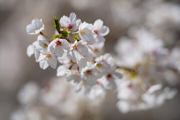 Spring day. Spring nature. Branches of blossoming cherry with soft focus on light blue sky background in sunlight. Beautiful floral image of spring nature. White flowers the fruit tree.