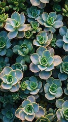 Un conjunto vibrante de suculentas en diversas tonalidades de verde, creando un hermoso patrón natural.