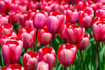 Obraz premium Tulips field in spring time. Closeup tulip flowers background. Colorful tulip flowering in the garden. Soft focus. Bunch of tulips blurred bokeh background. Tulips blooming in garden.