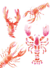 lobster on white background