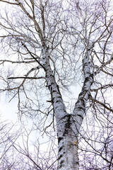 日本周遊　厳寒‐10度の奥日光あたり