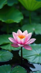 Water lily with lotus leaves on a serene pond background, peaceful landscape, water lilies