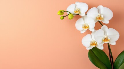 Elegant Arrangement of White Orchids on Soft Peach Background