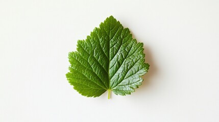 Pure White Canvas, a Pop of Green: Isolated Leaf