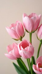 Fototapeta premium Soft pink flowers against a neutral background, closeup, flowers