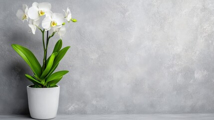 Beautiful Orchid Plant With White Blossoms In Pot Against Textured Gray Wall