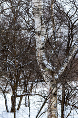 日本周遊　厳冬‐10度の奥日光あたり