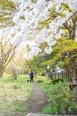 Obraz premium 桜と犬