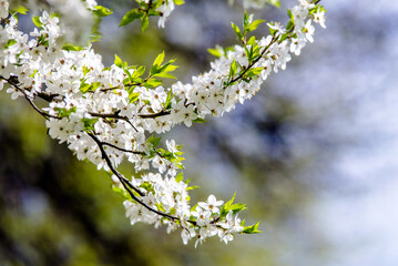 Cherry blossom branch in the garden in spring
