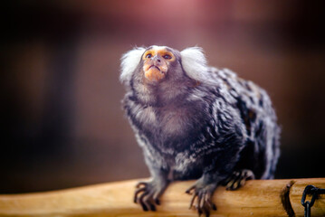 Common marmoset taken in close-up
