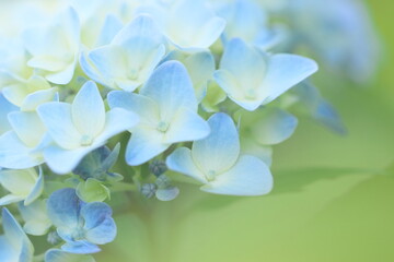 しっとりと優しい雰囲気の紫陽花