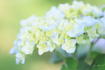しっとりと優しい雰囲気の紫陽花