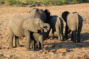 Fototapeta premium Afrikanischer Elefant / African elephant / Loxodonta africana