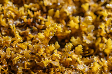 Sargassum aquifolium, formerly known as Sargassum echinocarpum, is an abundant brown algae of the order Fucales, class Phaeophyceae. Diamond Head Beach Park, Honolulu, Oahu, Hawaii.
