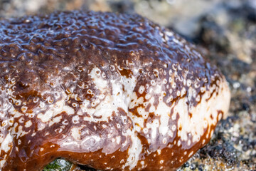 Actinopyga varians, the Pacific white-spotted sea cucumber or Hawaiian sea cucumber, is a species of sea cucumber in the family Holothuriidae. Diamond Head Beach Park, Honolulu, Oahu, Hawaii.
