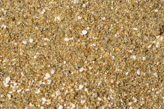 Diamond Head Beach Park, Honolulu, Oahu, Hawaii. olivine sand. Shells and Coral Sand. Bioerosion
 - Powered by Adobe