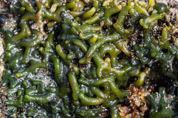 Codium edule is a green alga common on shallow reef flats from the intertidal to the subtidal in tropical waters of the Indo-Pacific. wāwaeʻiole. Diamond Head Beach Park, Honolulu, Oahu, Hawaii.
