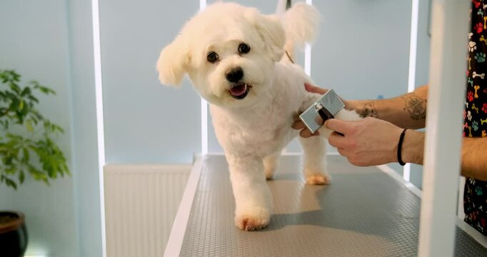 At a pet grooming salon, a middle-aged male groomer is trimming the fur of an adorable Maltese dog with scissors. An adorable Maltese dog being groomed at a pet grooming salon.