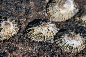 Siphonaria nuttallii, Siphonaria is a genus of air-breathing sea snails or false limpets. Diamond Head Beach Park, Honolulu, Oahu, Hawaii.