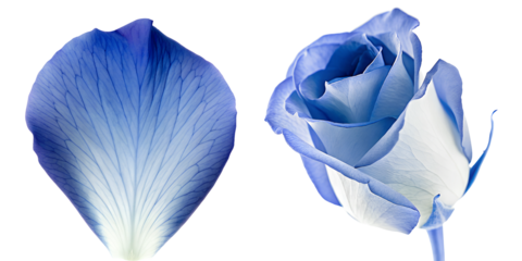 Set of soft Blue delicate rose petals and rosebud flower, full depth of field, isolated on transparent background, cutout png.
