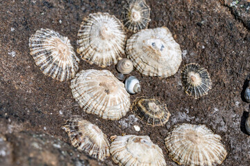 Siphonaria nuttallii, Siphonaria is a genus of air-breathing sea snails or false limpets. Diamond Head Beach Park, Honolulu, Oahu, Hawaii.