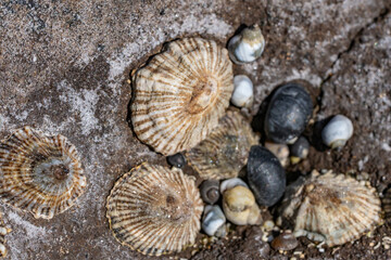 Siphonaria nuttallii, Siphonaria is a genus of air-breathing sea snails or false limpets. Diamond Head Beach Park, Honolulu, Oahu, Hawaii.
