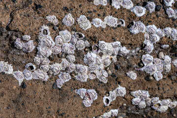 Nesochthamalus intertextus, PURPLE ROCK BARNACLE. The barnacle genus Nesochthamalus was erected by Foster & Newman, 1987. Diamond Head Beach Park, Honolulu, Oahu, Hawaii.
