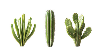 Set of Three Tall Green Cactus Plant