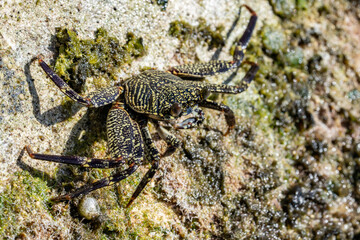 rapsus tenuicrustatus, commonly known as thin-shelled rock crab or Natal lightfoot crab, is a species of decapod crustacean in the family Grapsidae. Diamond Head Beach Park, Honolulu, Oahu, Hawaii.
