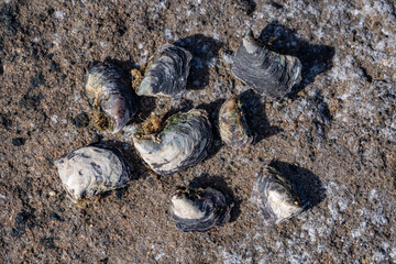 Isognomon californicus, the black purse shell or nahawele in Hawaiian, is a species of bivalve in the family Isognomonidae. Diamond Head Beach Park, Honolulu, Oahu, Hawaii.
