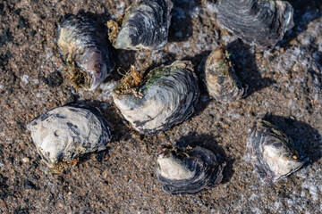 Isognomon californicus, the black purse shell or nahawele in Hawaiian, is a species of bivalve in the family Isognomonidae. Diamond Head Beach Park, Honolulu, Oahu, Hawaii.
