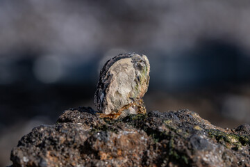 Isognomon californicus, the black purse shell or nahawele in Hawaiian, is a species of bivalve in the family Isognomonidae. Diamond Head Beach Park, Honolulu, Oahu, Hawaii.
