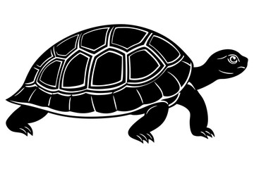 turtle on a white background