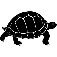 turtle on a white background