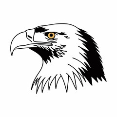 american bald eagle
