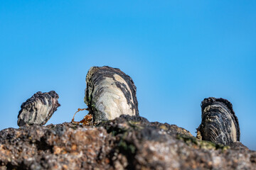 Isognomon californicus, the black purse shell or nahawele in Hawaiian, is a species of bivalve in the family Isognomonidae. Diamond Head Beach Park, Honolulu, Oahu, Hawaii.
