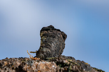 Isognomon californicus, the black purse shell or nahawele in Hawaiian, is a species of bivalve in the family Isognomonidae. Diamond Head Beach Park, Honolulu, Oahu, Hawaii.
