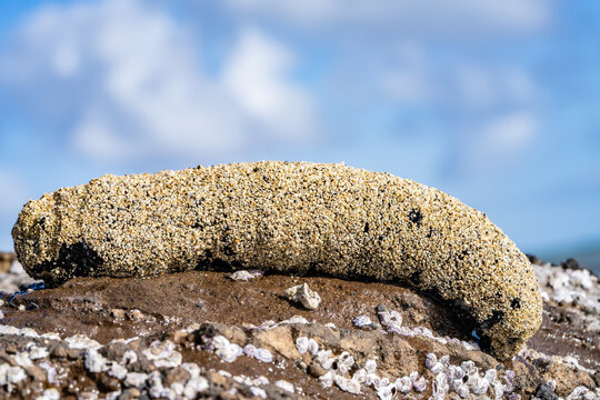 Holothuria atra,  the black sea cucumber or lollyfish, is a species of marine invertebrate in the family Holothuriidae.  Diamond Head Beach Park, Honolulu, Oahu, Hawaii.
