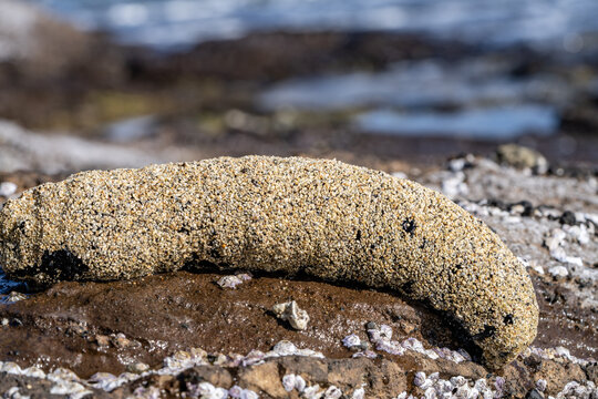 Holothuria atra,  the black sea cucumber or lollyfish, is a species of marine invertebrate in the family Holothuriidae.  Diamond Head Beach Park, Honolulu, Oahu, Hawaii.
