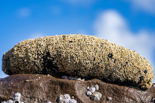 Holothuria atra,  the black sea cucumber or lollyfish, is a species of marine invertebrate in the family Holothuriidae.  Diamond Head Beach Park, Honolulu, Oahu, Hawaii.
