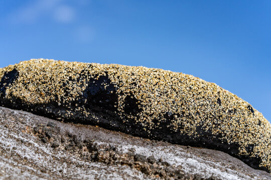 Holothuria atra,  the black sea cucumber or lollyfish, is a species of marine invertebrate in the family Holothuriidae.  Diamond Head Beach Park, Honolulu, Oahu, Hawaii.
