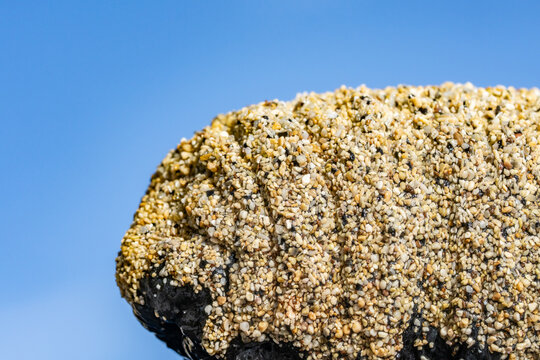 Holothuria atra,  the black sea cucumber or lollyfish, is a species of marine invertebrate in the family Holothuriidae.  Diamond Head Beach Park, Honolulu, Oahu, Hawaii.

