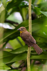 Fototapeta premium The red-throated ant tanager, Driophlox fuscicauda, is a passerine bird. Female.